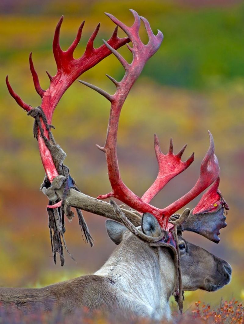 Velvet Removal From Newly Grown Antlers