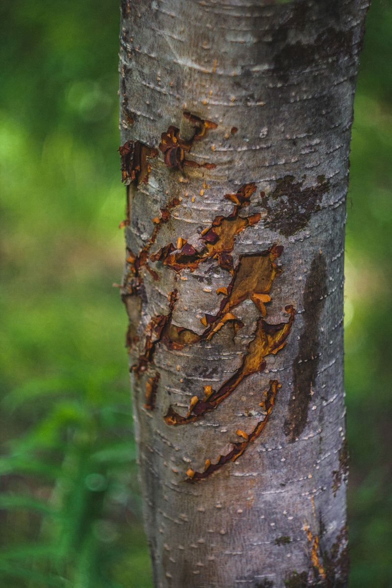 Velvet Shedding Turns Young Trees Into Rubbing Posts Velvet Shedding Turns Young Trees Into Rubbing Posts
