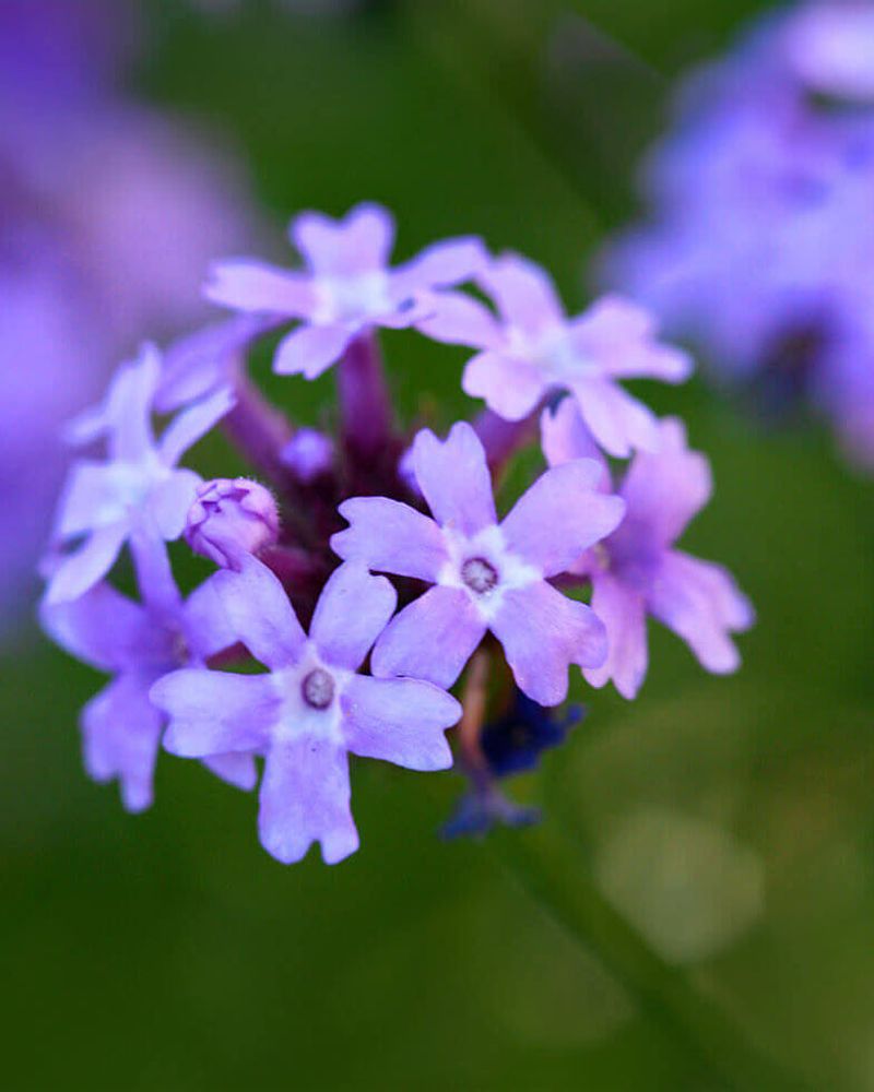 Verbena Spreads Color Across Dry Slopes