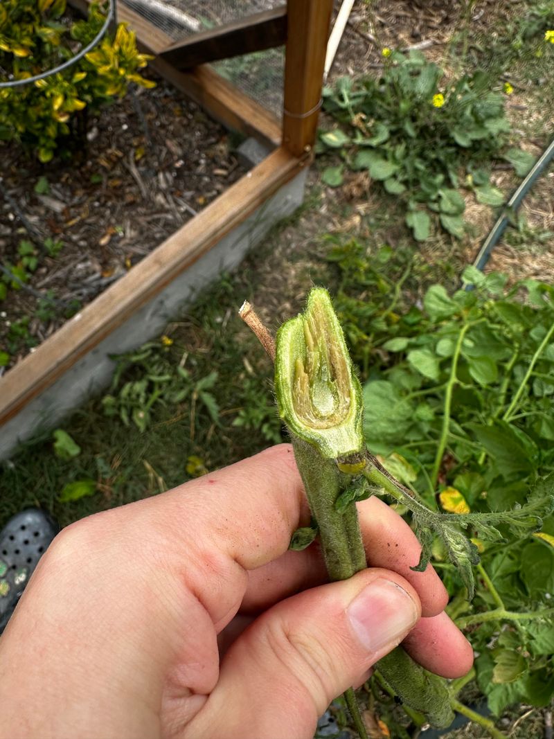 Verticillium And Fusarium Survive In Soil