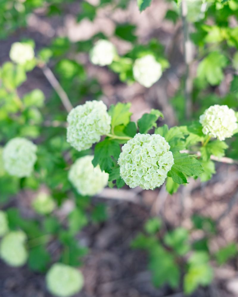 Viburnum Viburnum