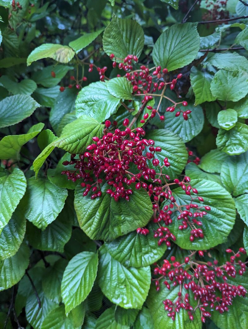 Viburnum 