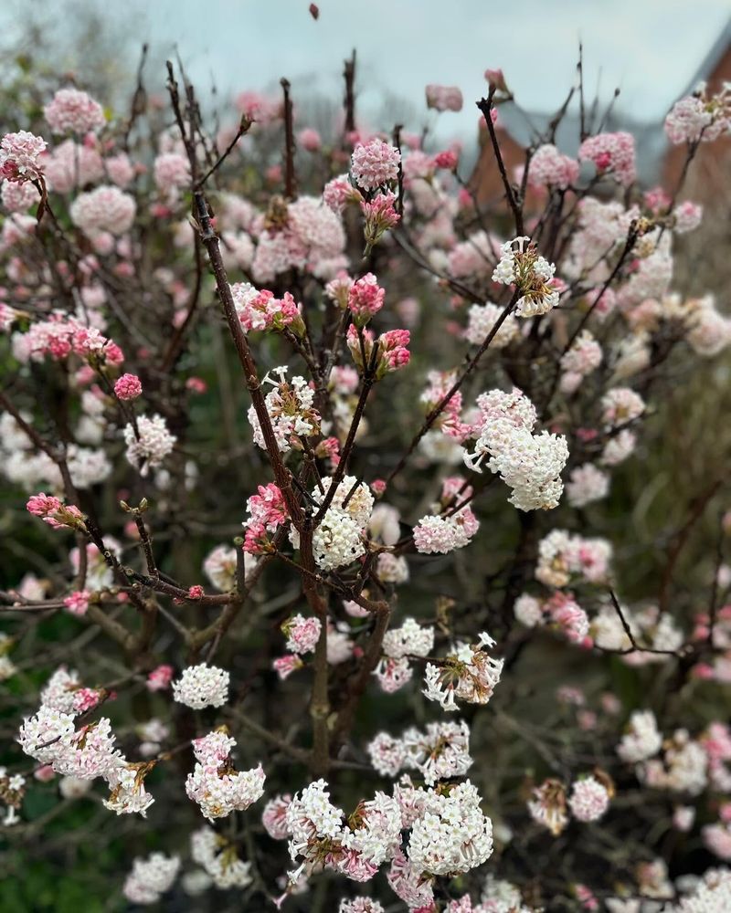 Viburnum 'Dawn' Brings Fragrant Pink Blooms To Bare Winter Stems Viburnum 'Dawn' Brings Fragrant Pink Blooms To Bare Winter Stems