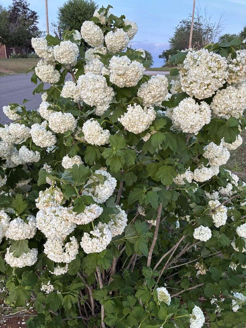 Viburnum