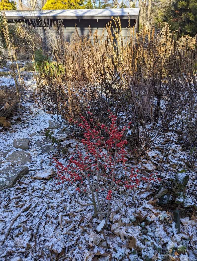 Viburnums Can Carry Winter Structure Into Spring Viburnums Can Carry Winter Structure Into Spring