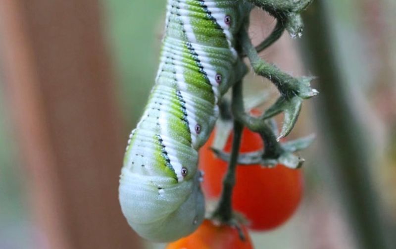 Vigilant Arizona Pest and Disease Management Vigilant Arizona Pest and Disease Management