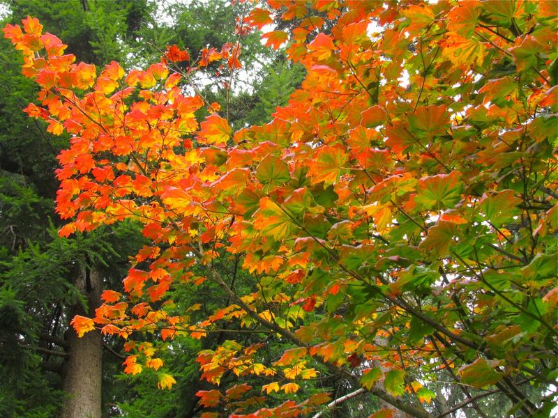 Vine Maple Vine Maple