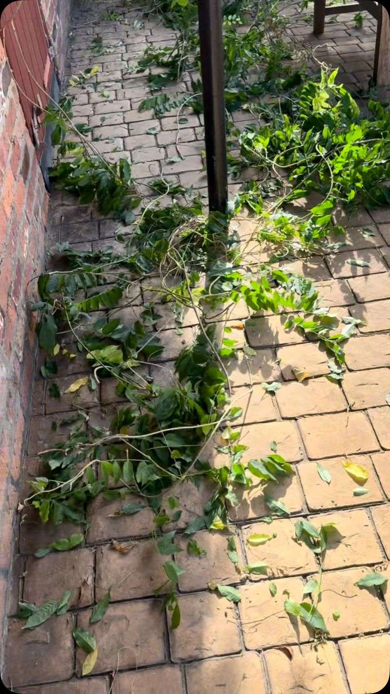 Vines Can Damage Fences, Siding, And Gutters