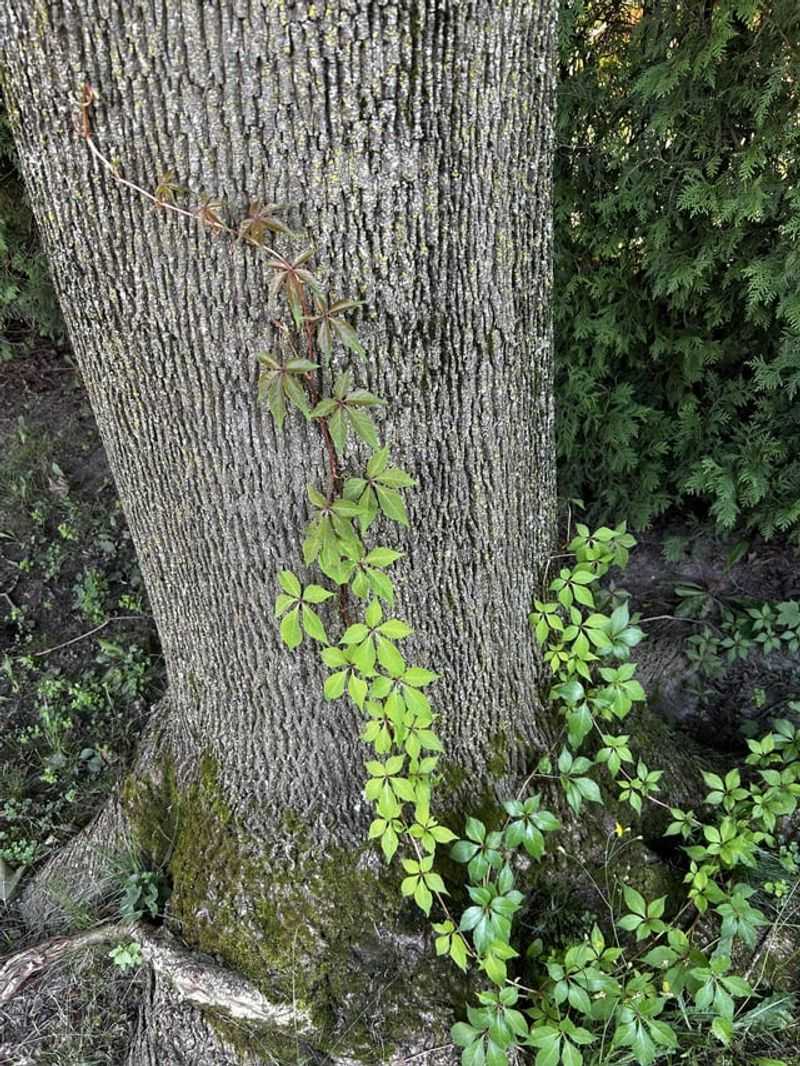 Vines Climbing Into Trees Add Weight And Shade
