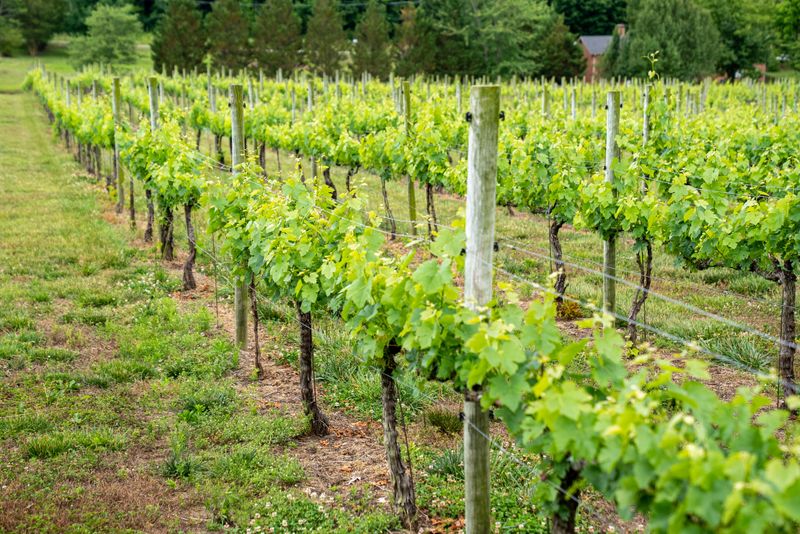 Vineyards Along The Cumberland Have Skin In The Game Vineyards Along The Cumberland Have Skin In The Game