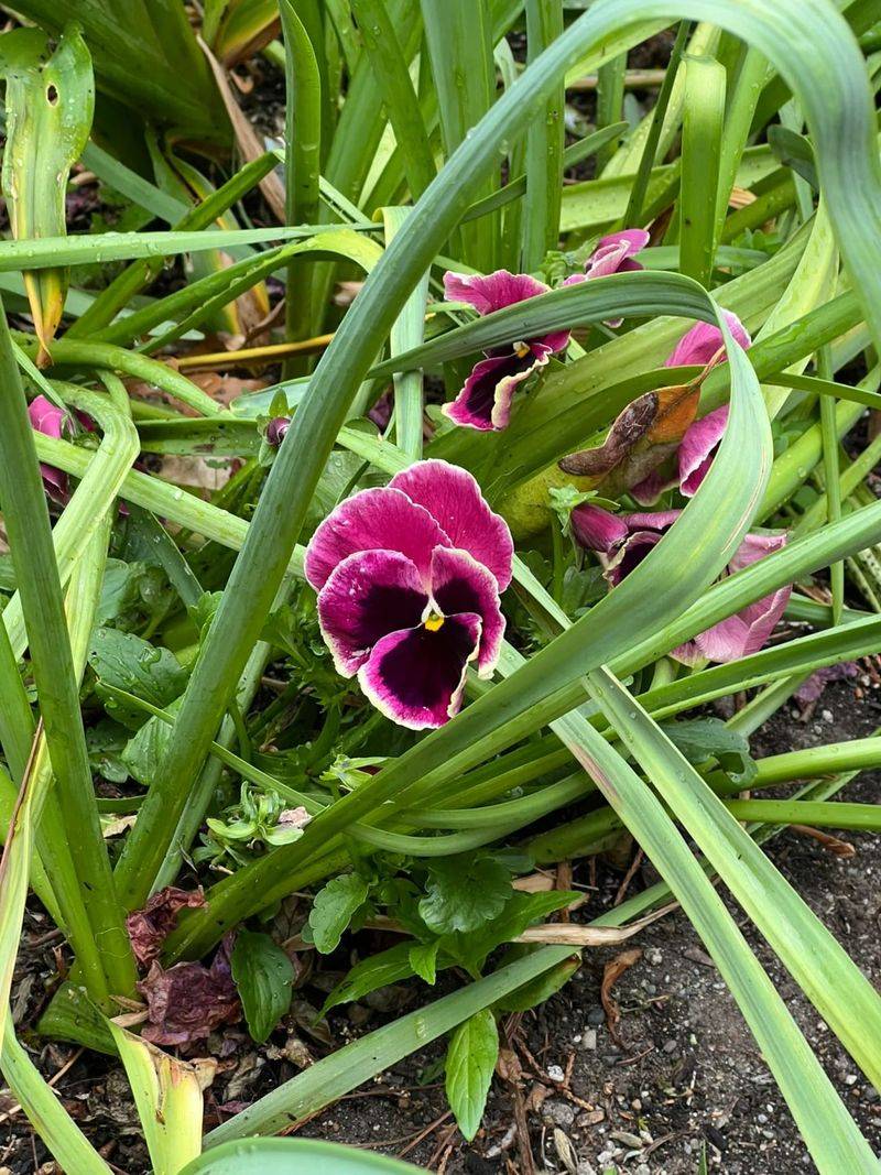 Violas Handle More Shade Than Pansies Violas Handle More Shade Than Pansies