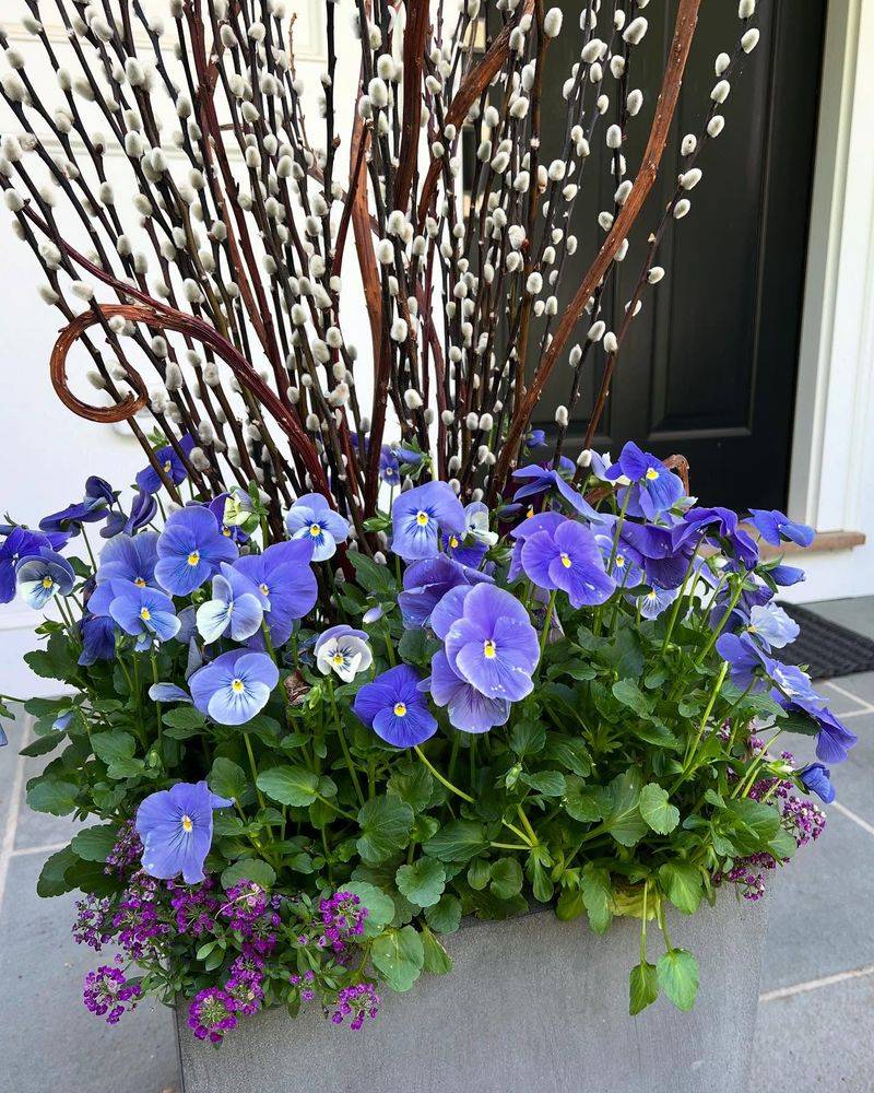 Violas Keep Blooming Through Chilly Days Violas Keep Blooming Through Chilly Days