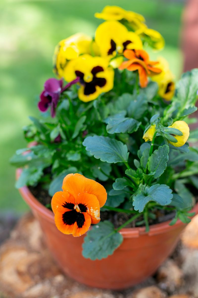 Violas With Wintergreen Violas With Wintergreen