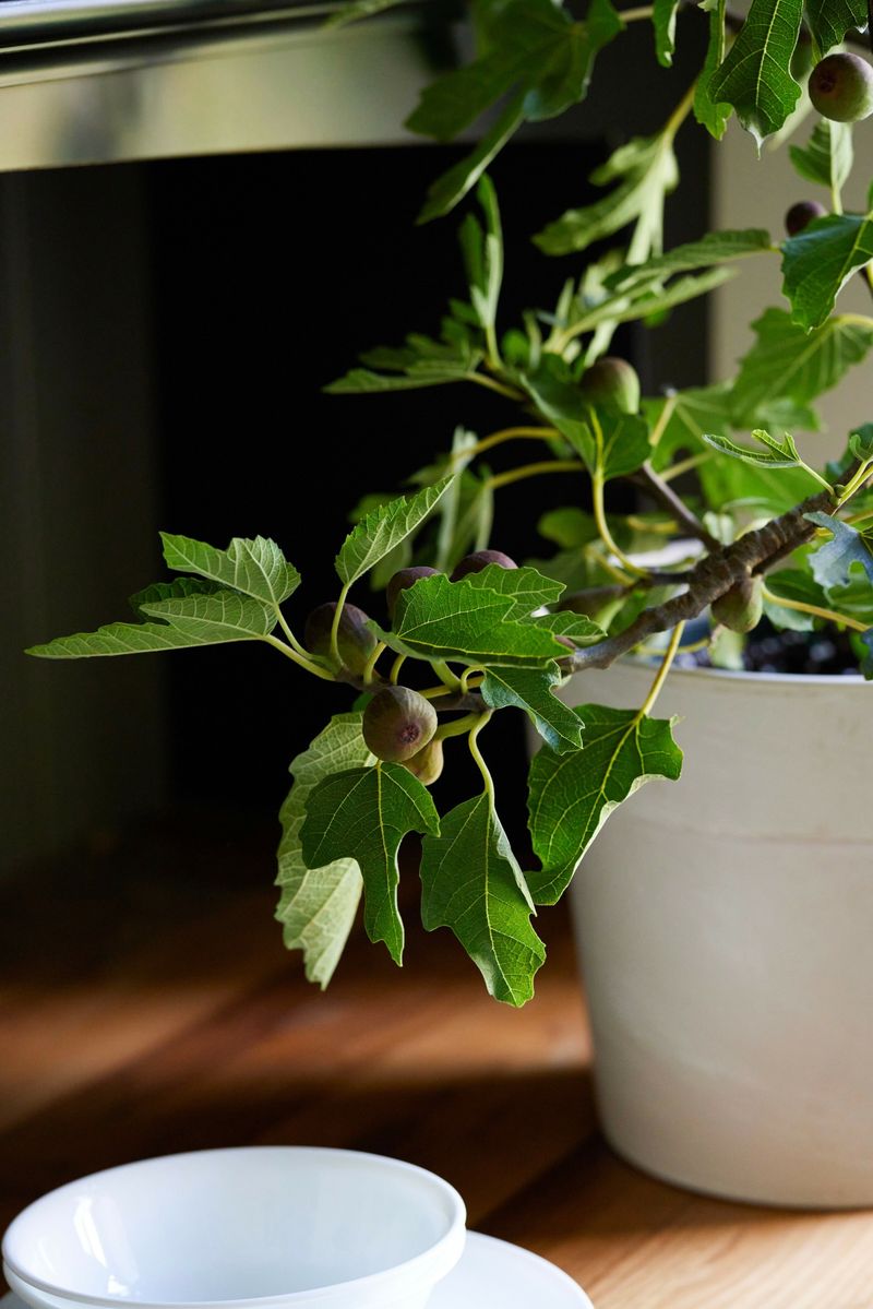 Violette De Bordeaux Is A Compact Fig For Pots And Sheltered Spots Violette De Bordeaux Is A Compact Fig For Pots And Sheltered Spots