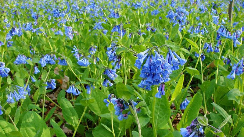 Virginia Bluebells For Sky-Blue Woodland Drifts Virginia Bluebells For Sky-Blue Woodland Drifts