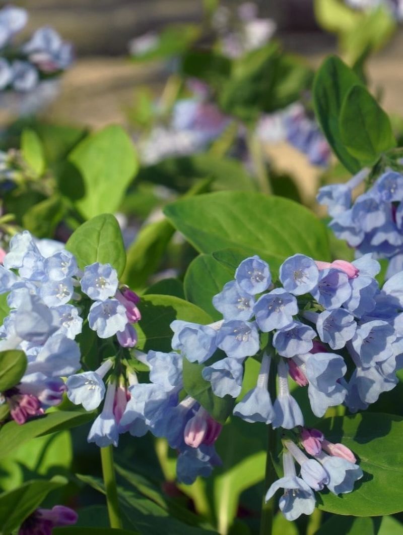 Virginia Bluebells Give You A Spring Surprise