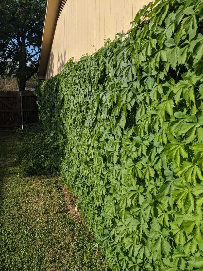 Virginia Creeper Is The Native For The Job Virginia Creeper Is The Native For The Job