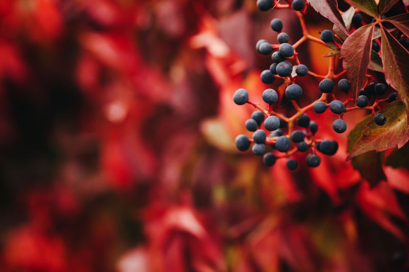 Virginia Creeper Tucks Blue Berries Beneath Early Red Leaves