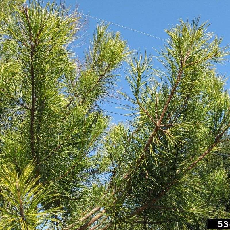 Virginia Pine Creates A Tall Native Screen Virginia Pine Creates A Tall Native Screen