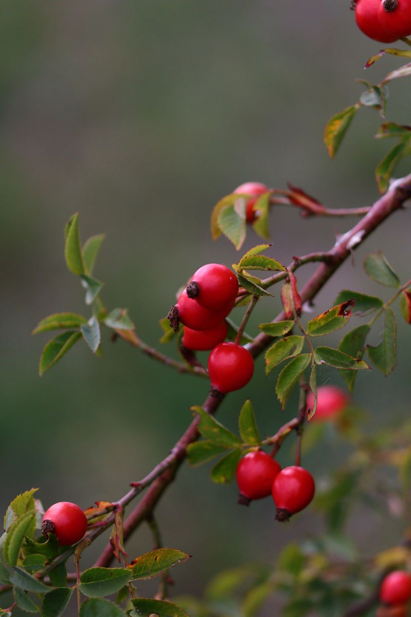 Virginia Rose For Glossy Red Hips Virginia Rose For Glossy Red Hips