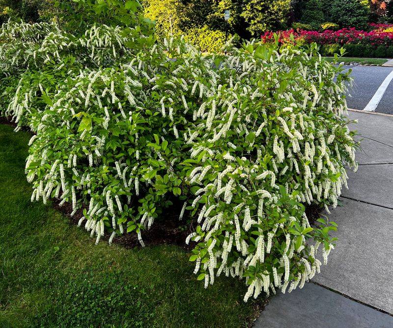 Virginia Sweetspire Gets A Strong Start In Cool Fall Conditions