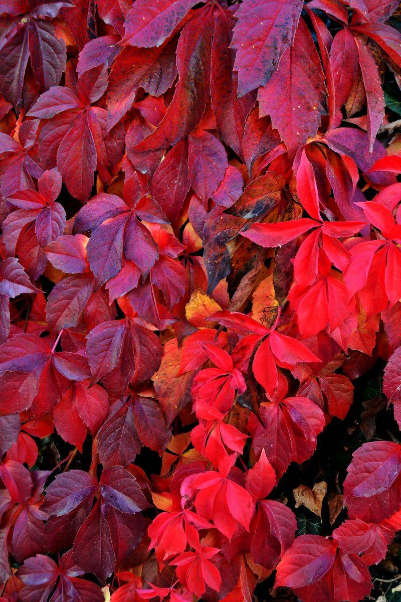 Virginia Sweetspire With Its Ruby Red Leaves Virginia Sweetspire With Its Ruby Red Leaves