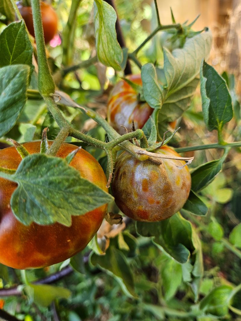 Visible damage can signal a disorder rather than delayed ripening