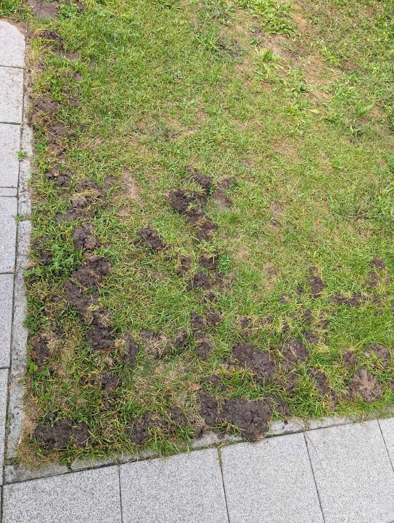 Voles And Moles Tunneling Beneath The Turf