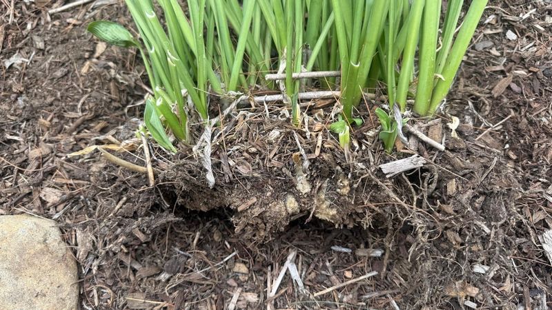 Voles Can Damage Hosta Roots And Trigger Foliage Problems Voles Can Damage Hosta Roots And Trigger Foliage Problems