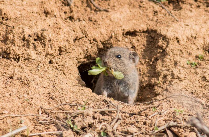 Voles Making Nickel-Sized Openings
