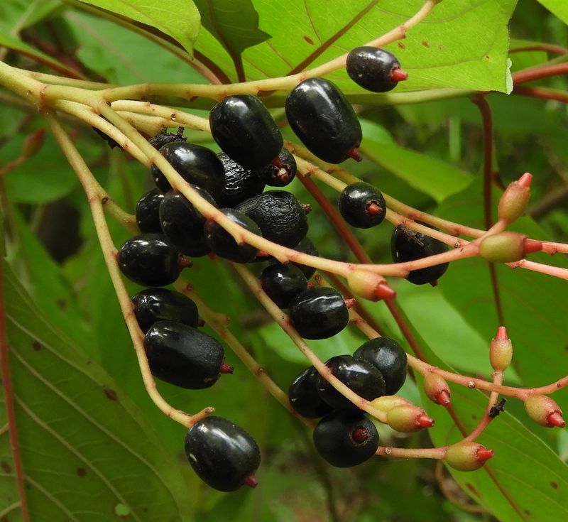 Wait For Black Berries To Feed Backyard Birds Wait For Black Berries To Feed Backyard Birds