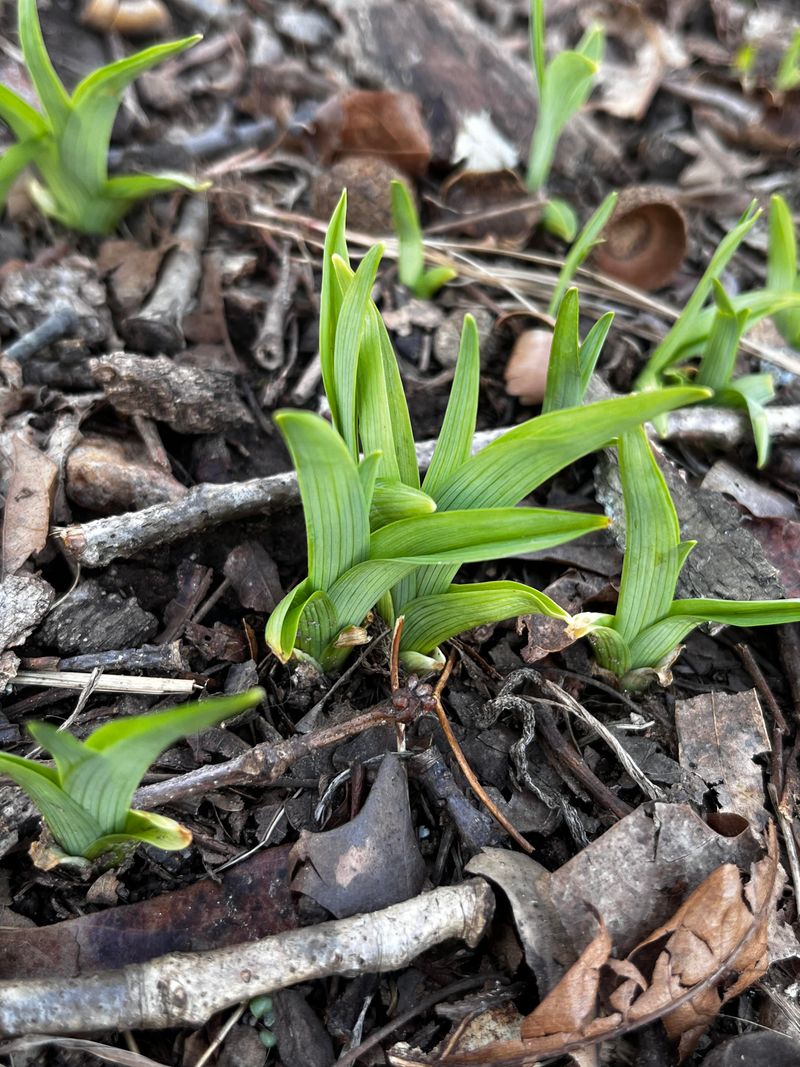 Wait For Early Spring Or Late Summer Wait For Early Spring Or Late Summer