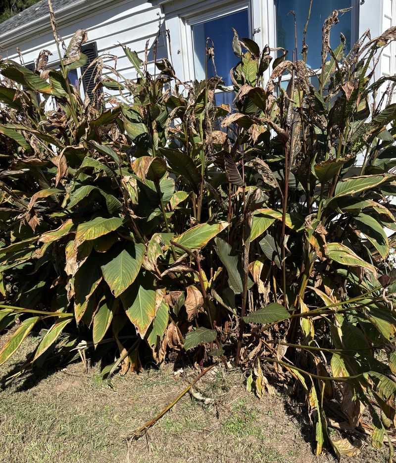 Wait For Foliage To Fade Before Digging