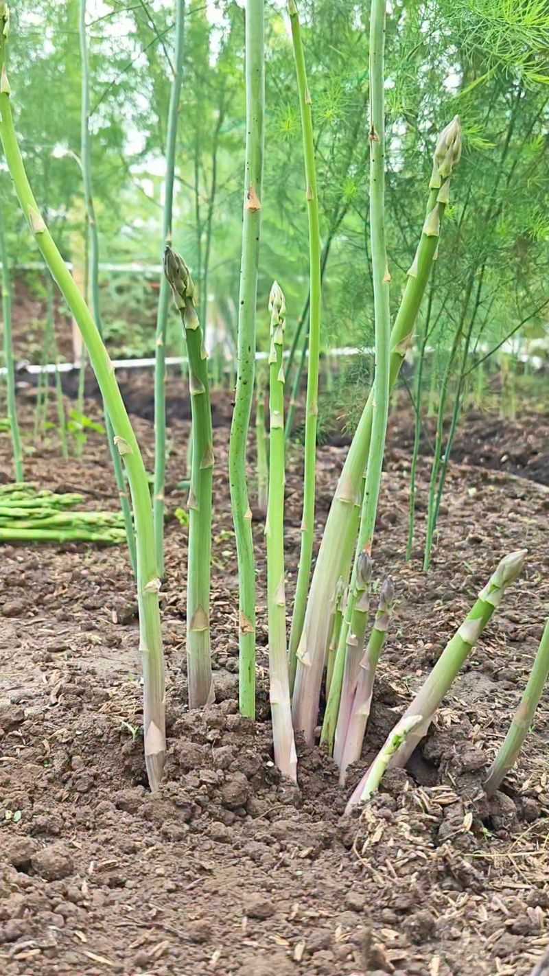 Wait For Natural Dormancy Wait For Natural Dormancy