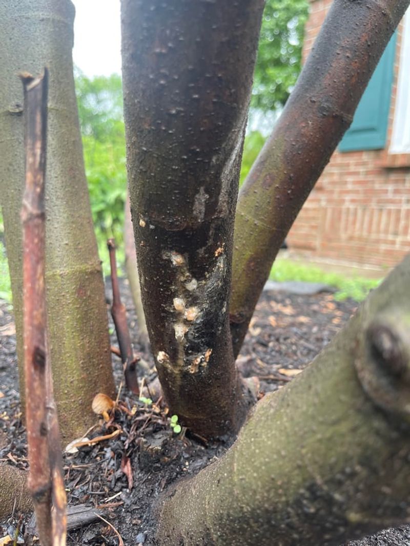 Wait For Spring Before Removing Damaged Wood