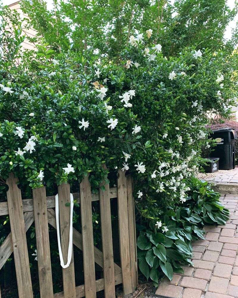 Wait For The Last Bloom To Fade Before You Trim Wait For The Last Bloom To Fade Before You Trim