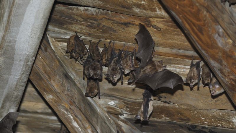 Wait For The Right Bat Exclusion Window