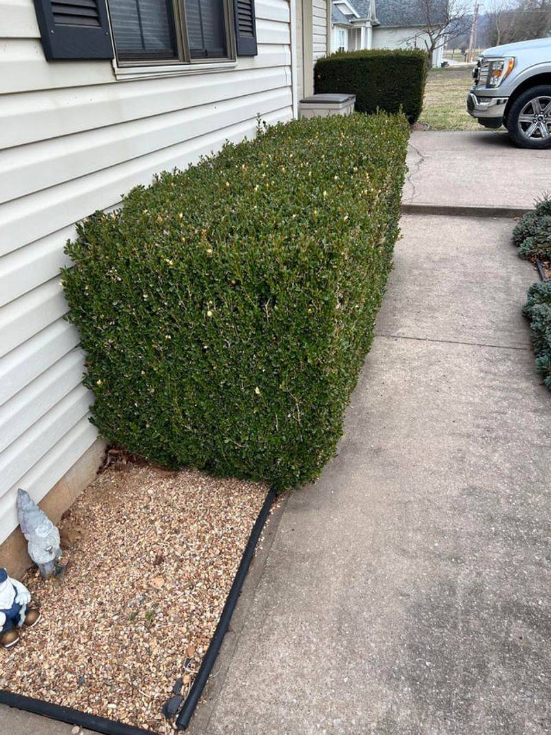 Wait For The Right Pruning Window Wait For The Right Pruning Window