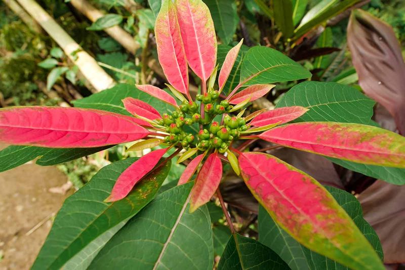 Wait For The Right Time To Shape Poinsettias Wait For The Right Time To Shape Poinsettias