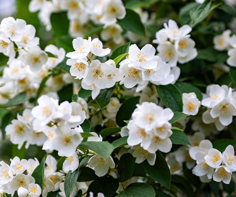 Wait To Shape Mockorange Until After Bloom Wait To Shape Mockorange Until After Bloom
