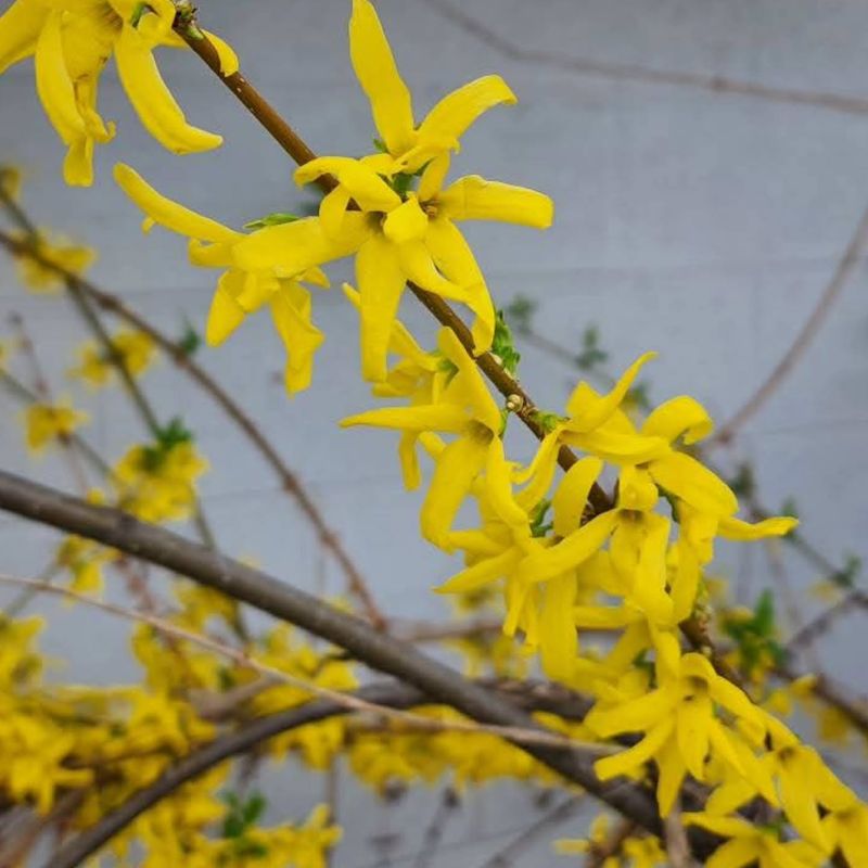 Wait Until After Spring Flowers Fade Wait Until After Spring Flowers Fade