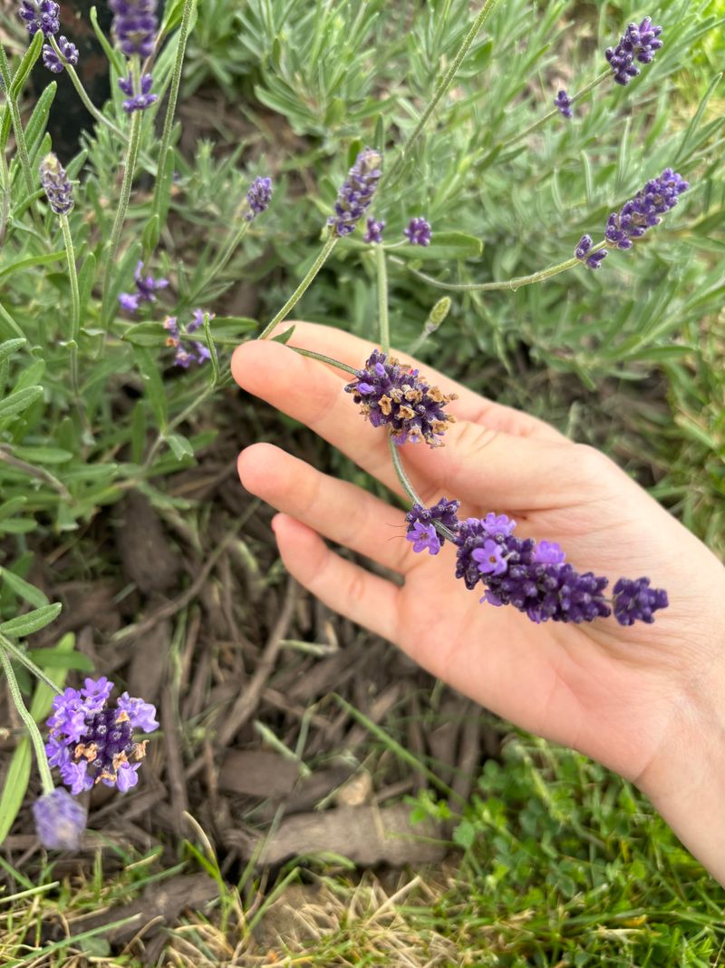 Wait Until After The First Bloom Flush Wait Until After The First Bloom Flush