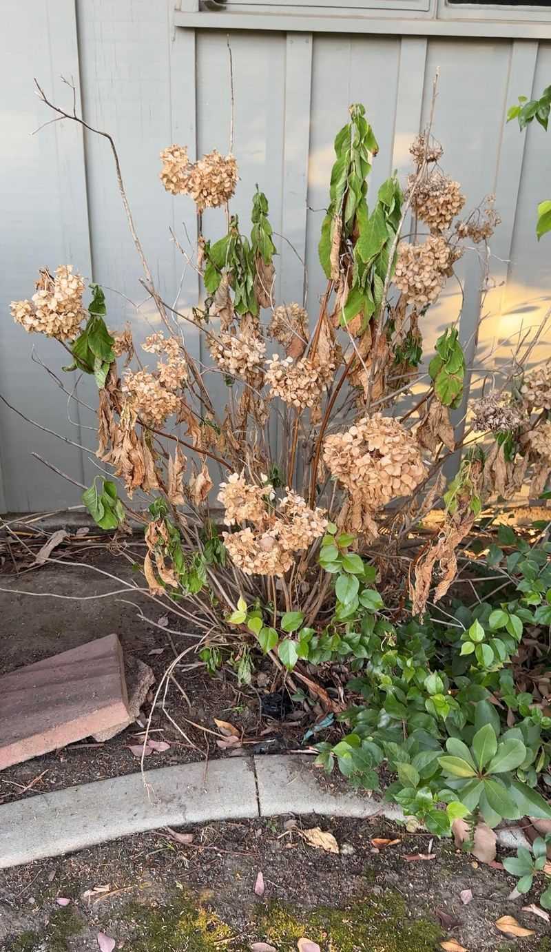 Wait Until Leaves Drop And The Plant Goes Dormant Wait Until Leaves Drop And The Plant Goes Dormant