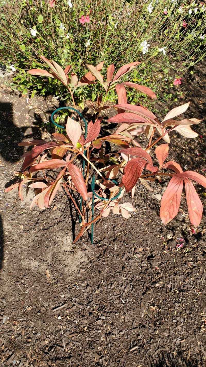 Wait Until The Foliage Naturally Wilts Wait Until The Foliage Naturally Wilts