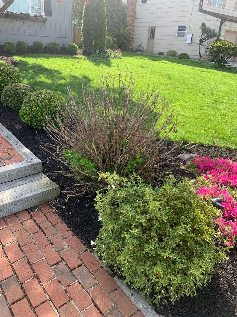 Wait Until The Plant Is Dormant