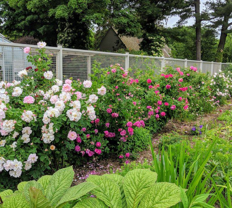 Wait Until The Right Pruning Season Wait Until The Right Pruning Season