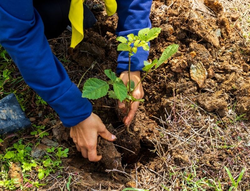 Wait Until The Soil Is Moist But Not Soggy Wait Until The Soil Is Moist But Not Soggy