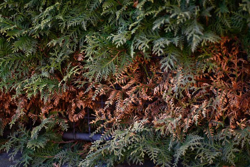 Wait for Wisconsin spring growth before pruning