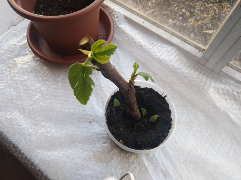 Wait for roots before exposing new growth to desert weather