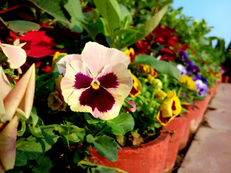 Waiting For Cooler Conditions Gives Pansies A Better Start Waiting For Cooler Conditions Gives Pansies A Better Start